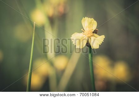 Xyris Yellow Flowers Vintage
