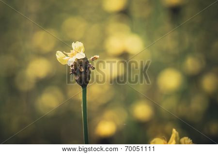 Xyris Yellow Flowers Vintage
