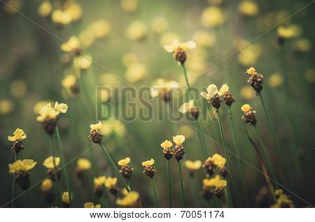 Xyris Yellow Flowers Vintage