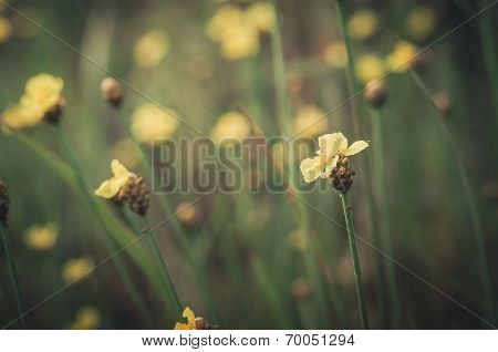 Xyris Yellow Flowers Vintage