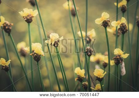 Xyris Yellow Flowers Vintage