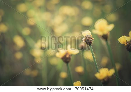 Xyris Yellow Flowers Vintage