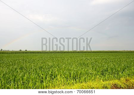 Rainbow Over Vercelli Countryside