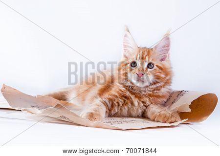 Beautiful kittens on a grey background