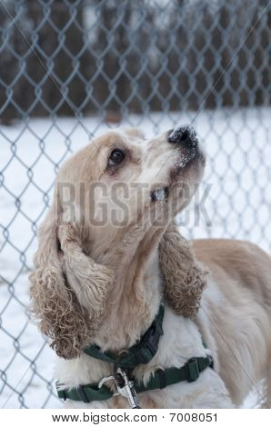 Cocker Spaniel