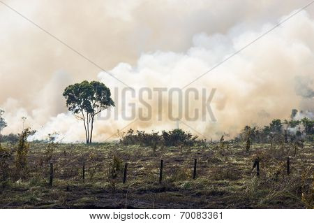 Brazilian Amazonia Burning