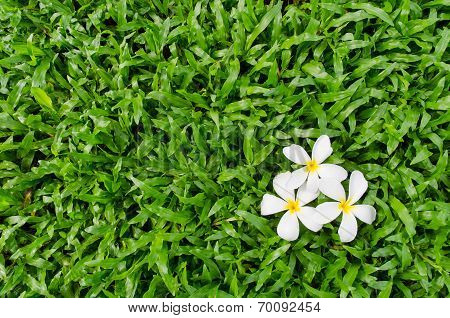Leelawadee or Plumeria, tropical flower on grass