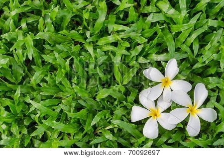 Leelawadee or Plumeria, tropical flower on grass
