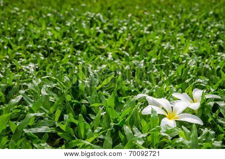 Leelawadee or Plumeria, tropical flower on grass