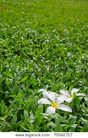 Leelawadee or Plumeria, tropical flower on grass