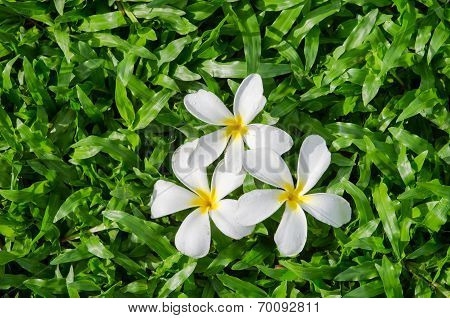 Leelawadee or Plumeria, tropical flower on grass