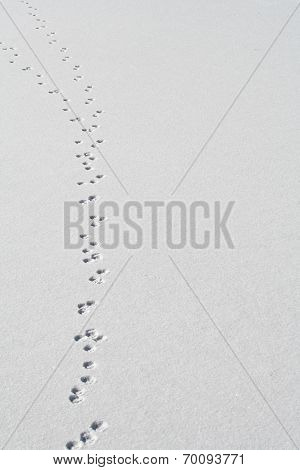 Footprints in Snow