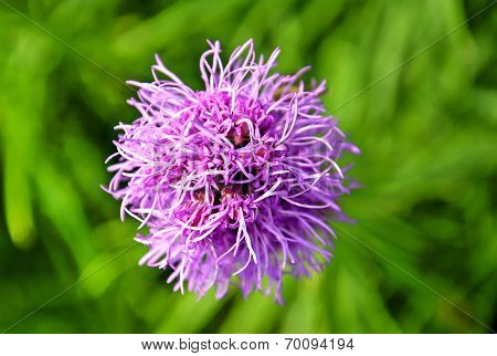 gayfeather flower on natural blurry green background