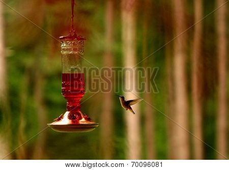 Hummingbird Feeding