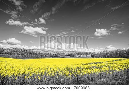 Oilseed Rape Fields