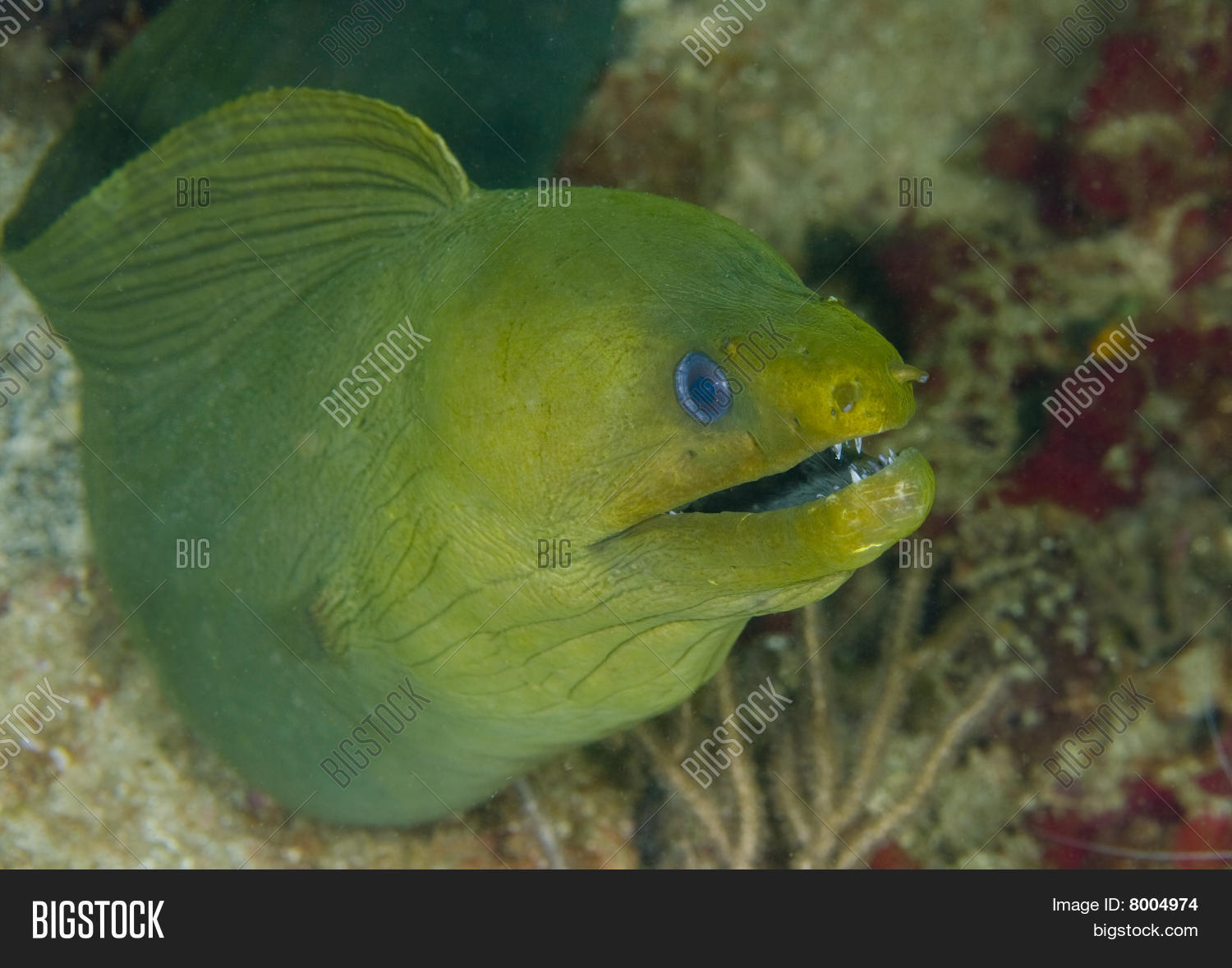 Imagen Y Foto Anguila Gigante Prueba Gratis Bigstock