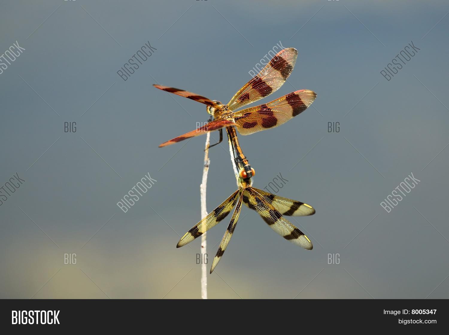 Image Preview