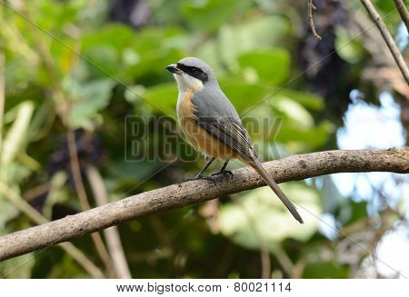 Gray-backed Shrike (lunius Tephronotus)