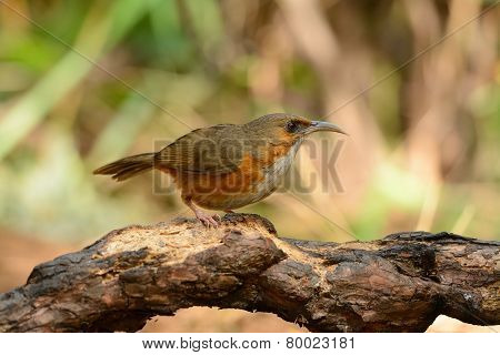 Rusty-cheeked Scimitar-babbler (pomatorhinus Erythrogenys)
