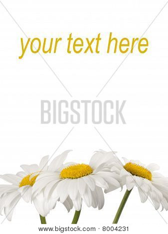 Ð¡hamomile On A White Background