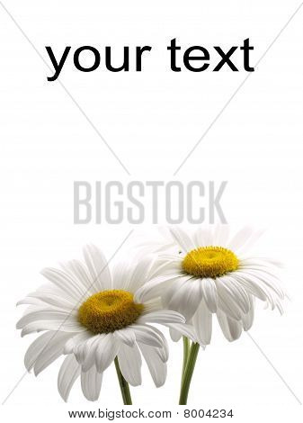 Ð¡hamomile On A White Background
