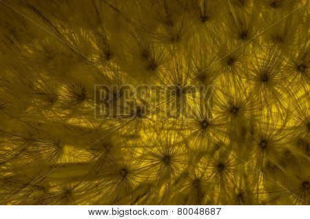 Dandelion hair