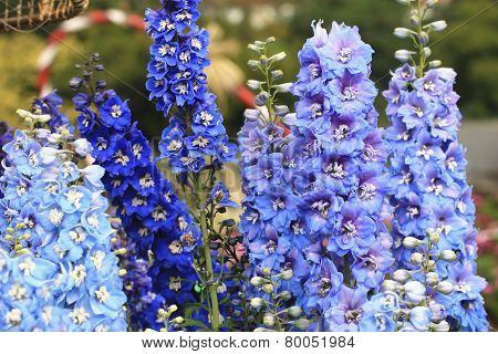Delphinium,Candle Delphinium,English Larkspur,Tall Larkspur