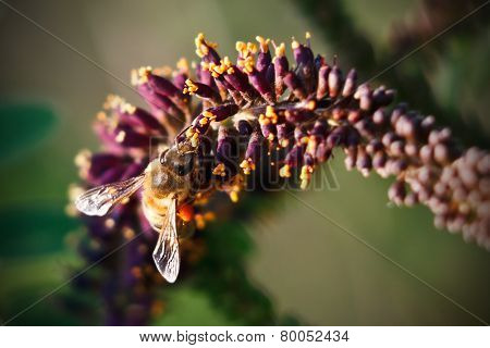 Bee On The Flower