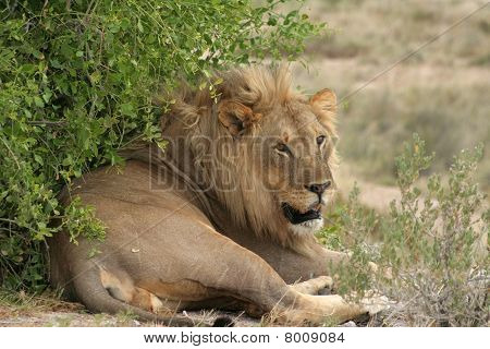 Leone africano