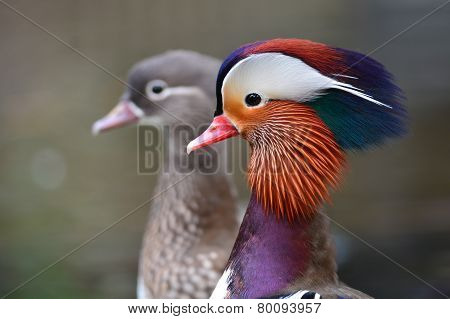 Mandarin Duck