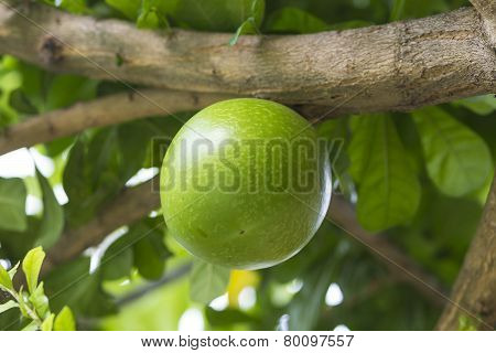 Pamela tree