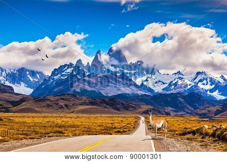 The highway crosses  Patagonia and leads to snow-capped peaks of Mount Fitzroy. On the side of road is graceful guanaco