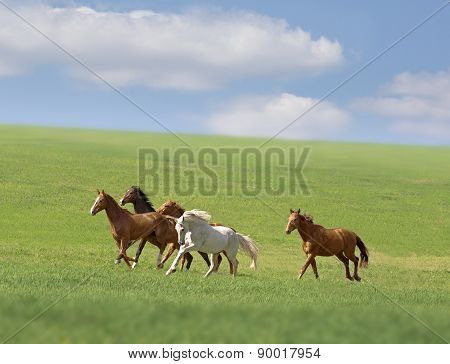 Horses