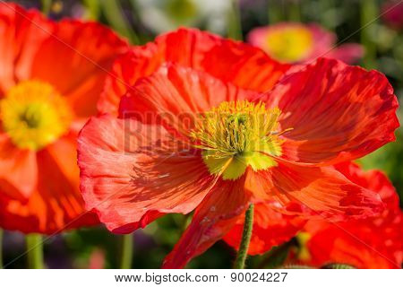 Papaver Nudicaule, Iceland Poppy