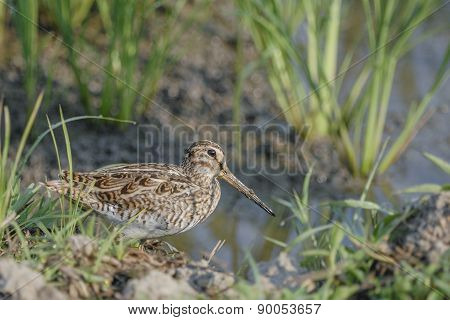 Bird (common Snipe) Find Victim On Ground