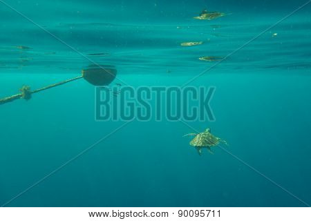 Turtle in ocean