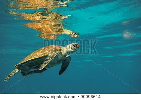Turtle in ocean