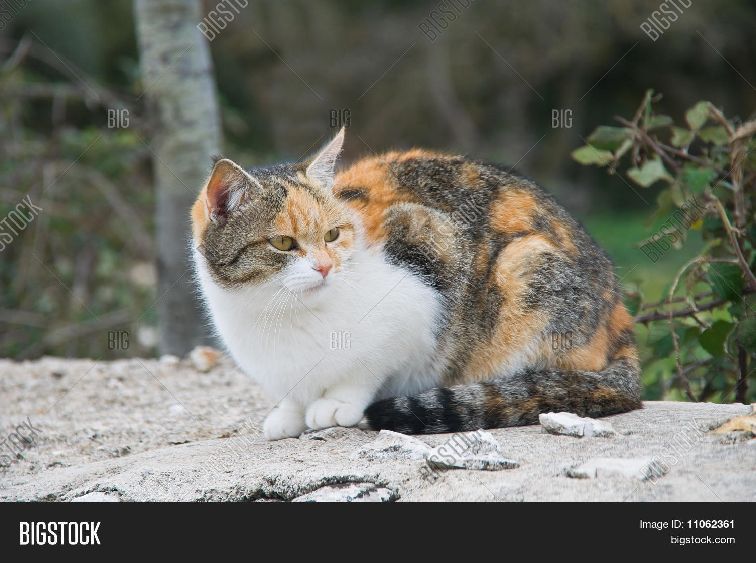 Crouched Cat Image & Photo (Free Trial) | Bigstock