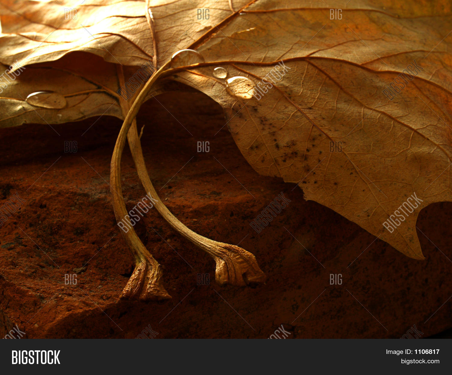 Image Preview
