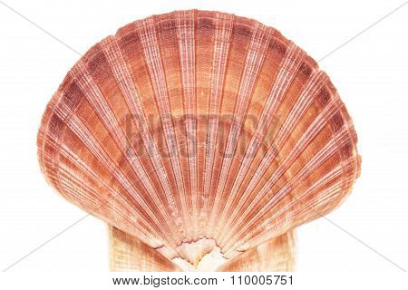 Single Seashell Of Mollusc Isolated On White Background