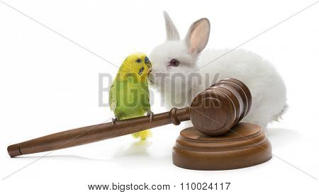 Budgerigar bird on judge gavel with white rabbit isolated on white background.        