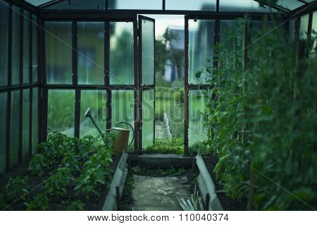 greenhouse with the harvest after rain