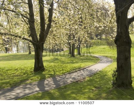 Sökvägen våren Blossom