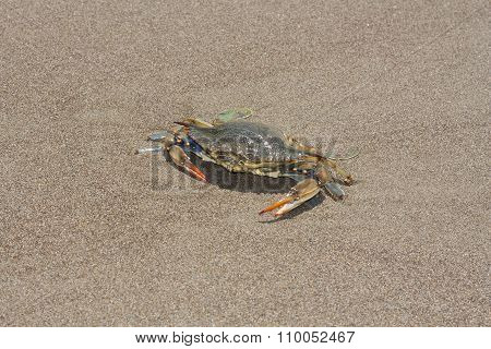 Blue Crab, Callinectes Sapidus In Sand Photo