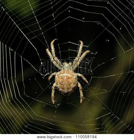 Big spider on the web