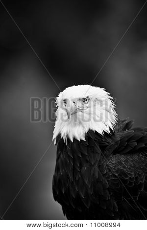 Bald Eagle porträtt
