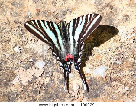 Cebra Swallowtail (Eurytides marcellus)