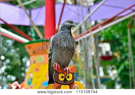 Lonesome Dove In The Amusement Park On Swing