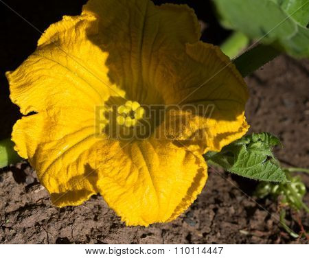 Pumpkin Flower