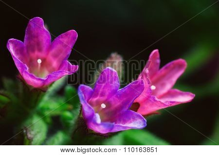 beautiful flowe pulmonaria